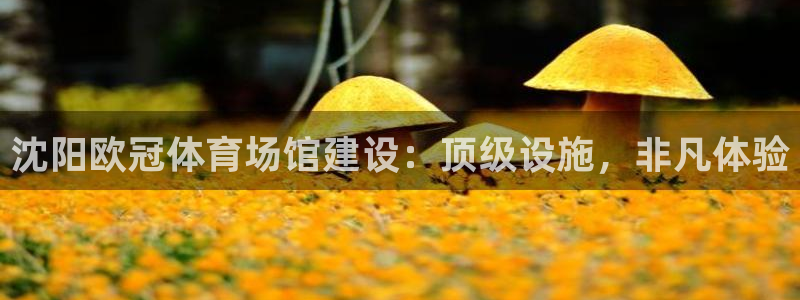 意昂3娱乐40996：沈阳欧冠体育场馆建设：顶级设施，非凡体